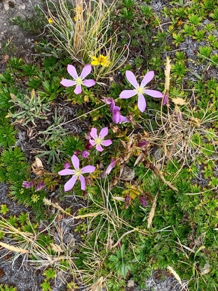 Cotopaxi-Krokus