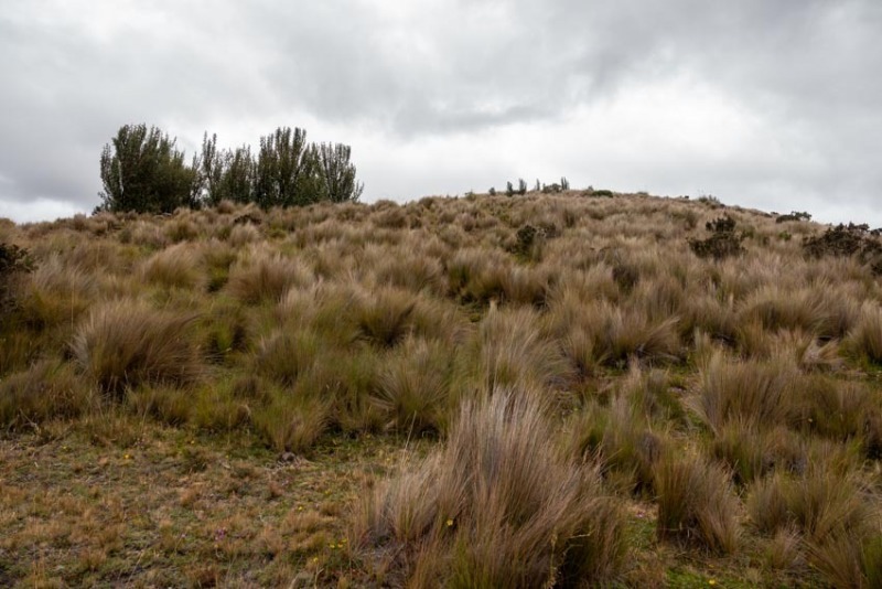 Cotopaxi-Landschaft-2