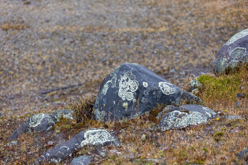 Cotopaxi-Steine-Flechten