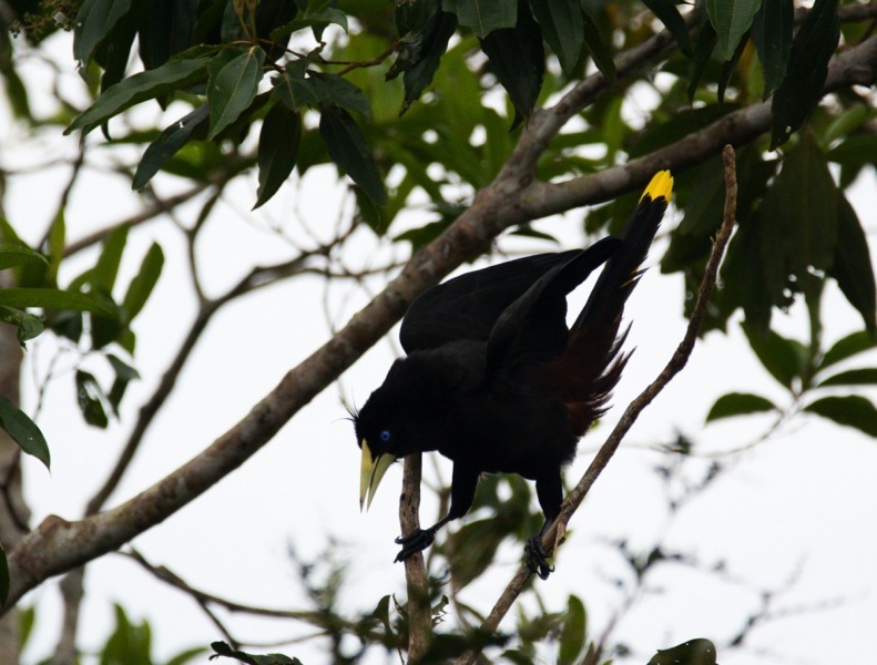 Krähenstirnvogel-Psarocolius-decumanus