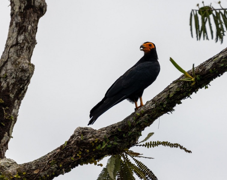 Caracara