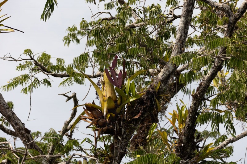 Cuyabno-Reservat-Bromelien