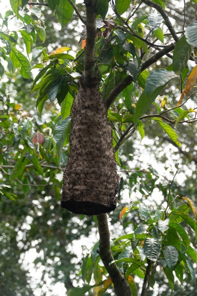 Cuyabno-Reservat-insektennest