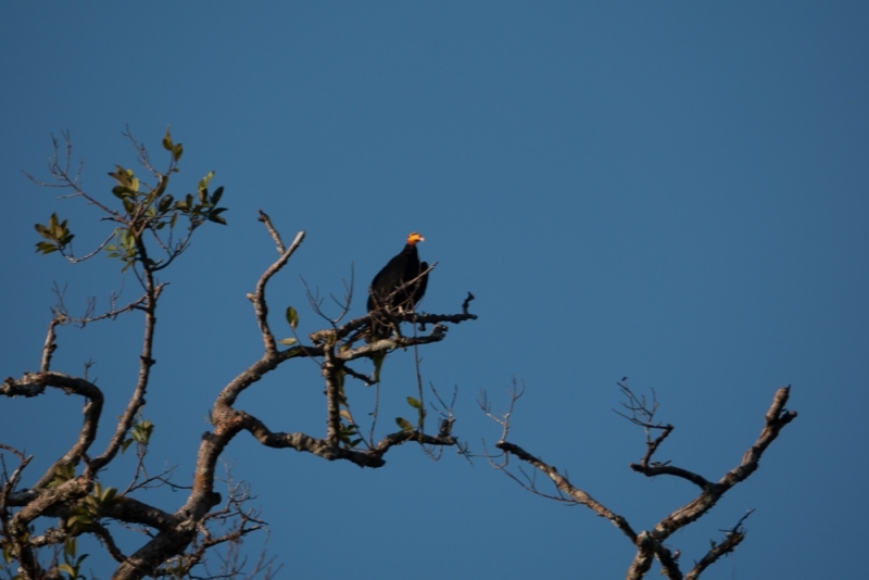 Gelbkopfgeier-Greater-yellow-headed-vulture