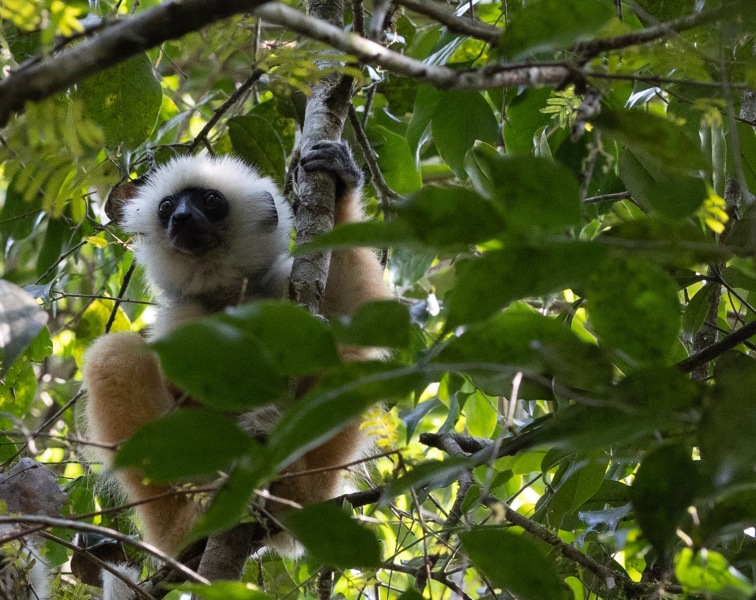 Diademsifaka-Propithecus-diadema-6