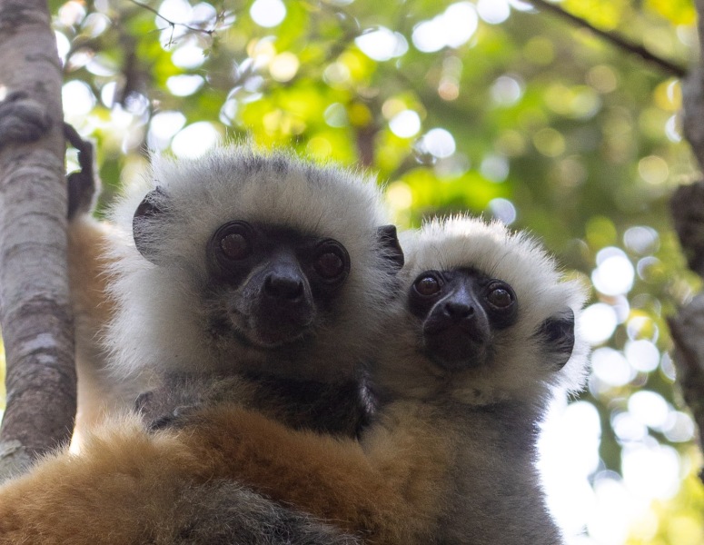 Diademsifaka-Propithecus-diadema-7