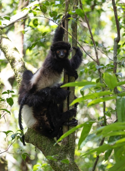 Edwards-Sifaka-Propithecus-edwardsi-10