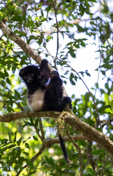 Edwards-Sifaka-Propithecus-edwardsi-3