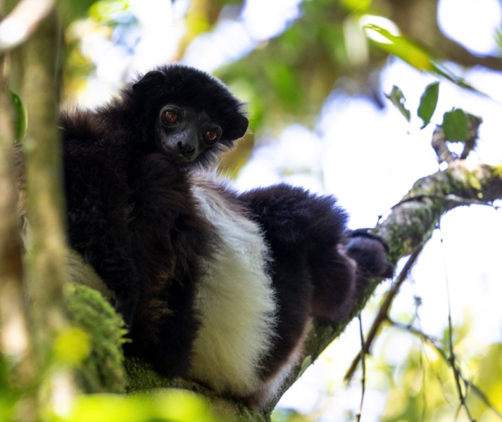 Edwards-Sifaka-Propithecus-edwardsi-4