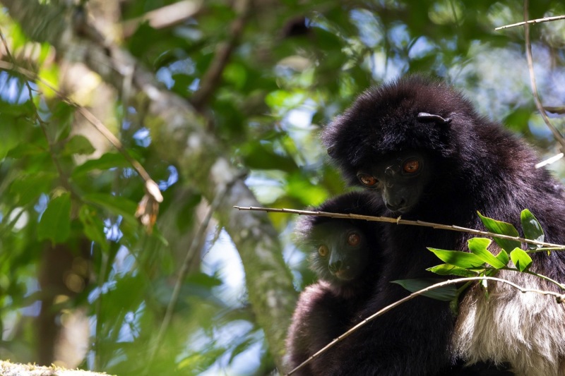 Edwards-Sifaka-Propithecus-edwardsi-8