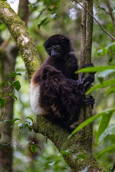 Edwards-Sifaka-Propithecus-edwardsi-9