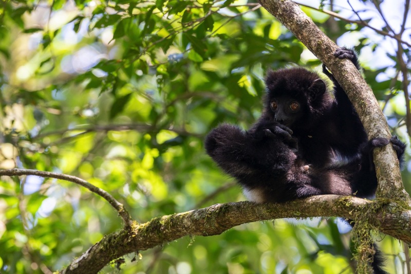 Edwards-Sifaka-Propithecus-edwardsi