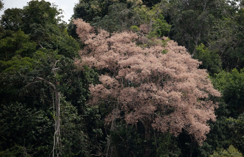 Baum-in-Blüte