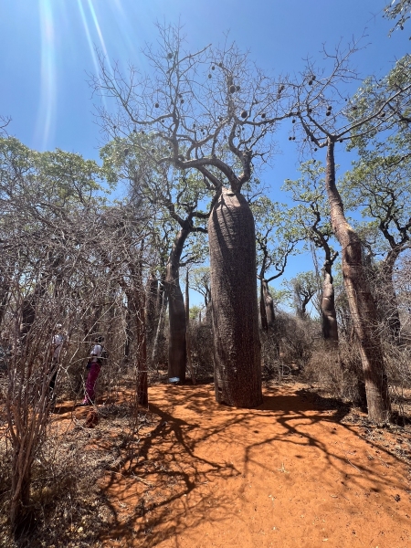 Baobab-2