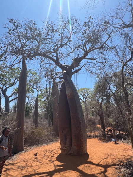 Baobab