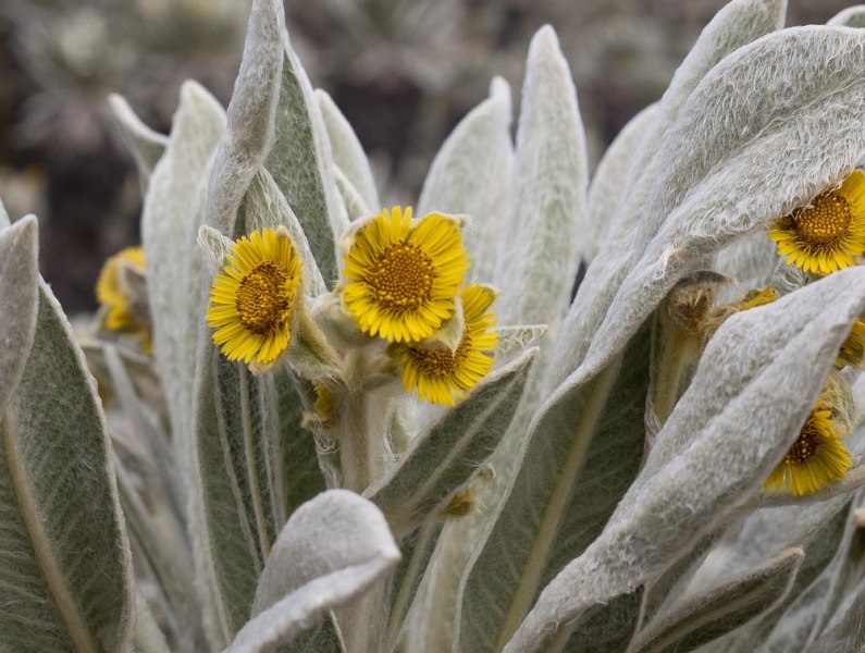 Espeletia-pycnophylla-Blüten-2