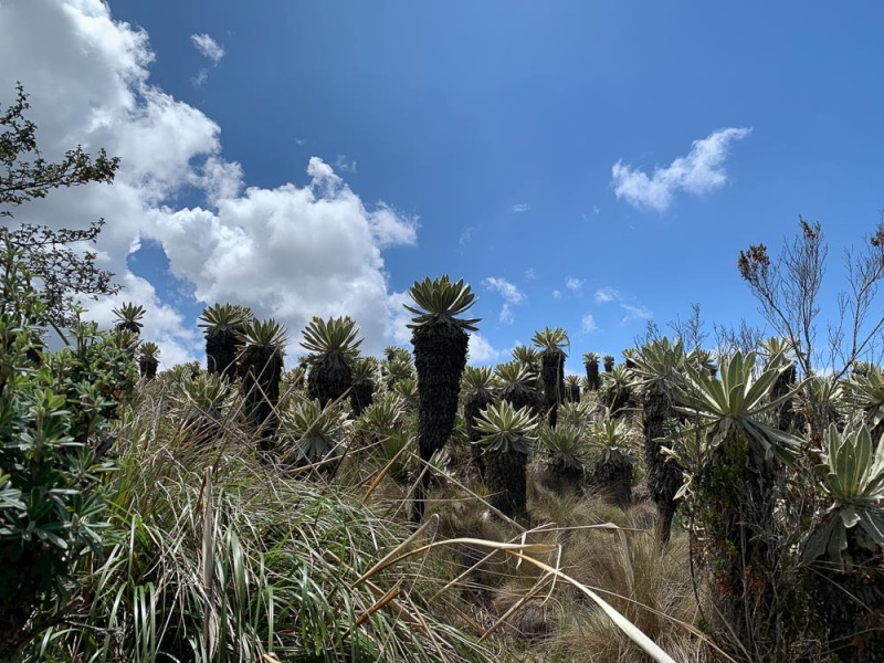 Espeletia-pycnophylla-Landschaft-2