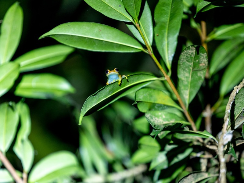 Boophis-rappiodes-Rotflecken-Madagaskarruderfrosch.4