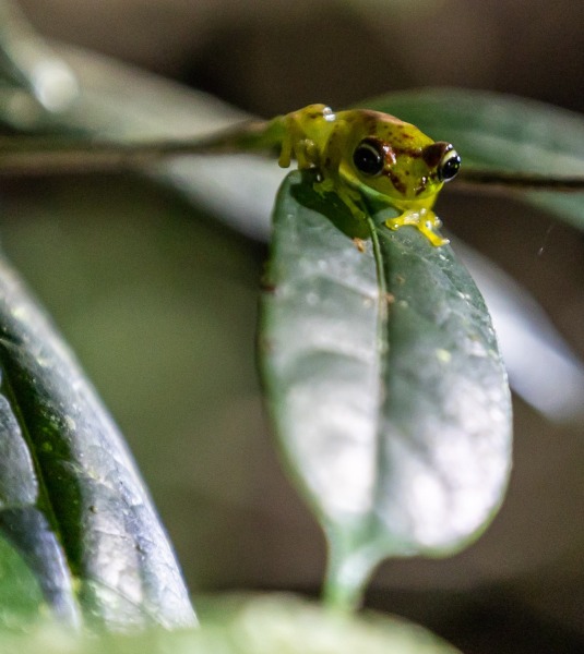 Boophis-rappiodes-Rotflecken-Madagaskarruderfrosch