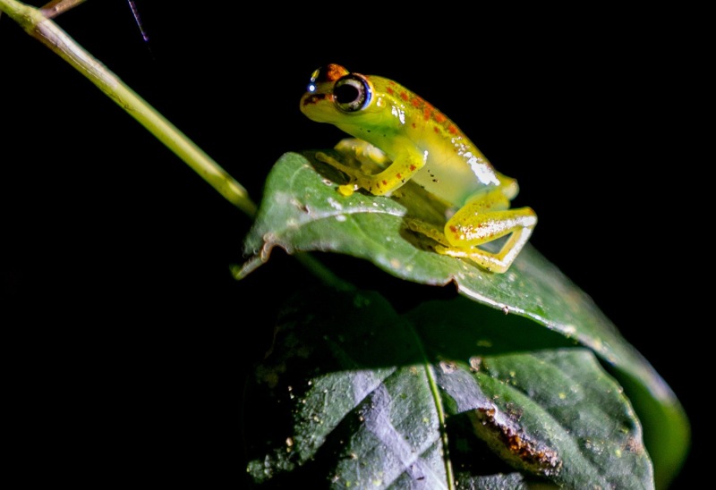 Boophis-rappiodes-Rotflecken-Madagaskarruderfrosch1