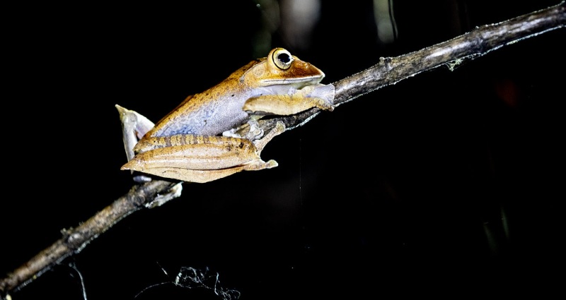 Frosch-Boophis-madacascariensis-2