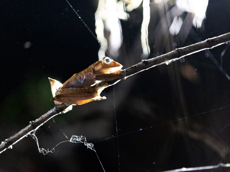 Frosch-Boophis-madacascariensis-6