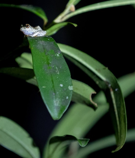 Frosch-unbestimmt