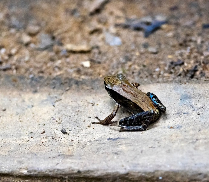 Frosch-blaue-Flanken