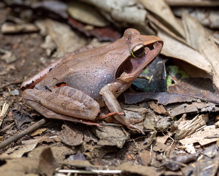 Frosch-mit-Ameise