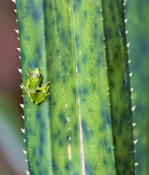 gruener-Frosch-2