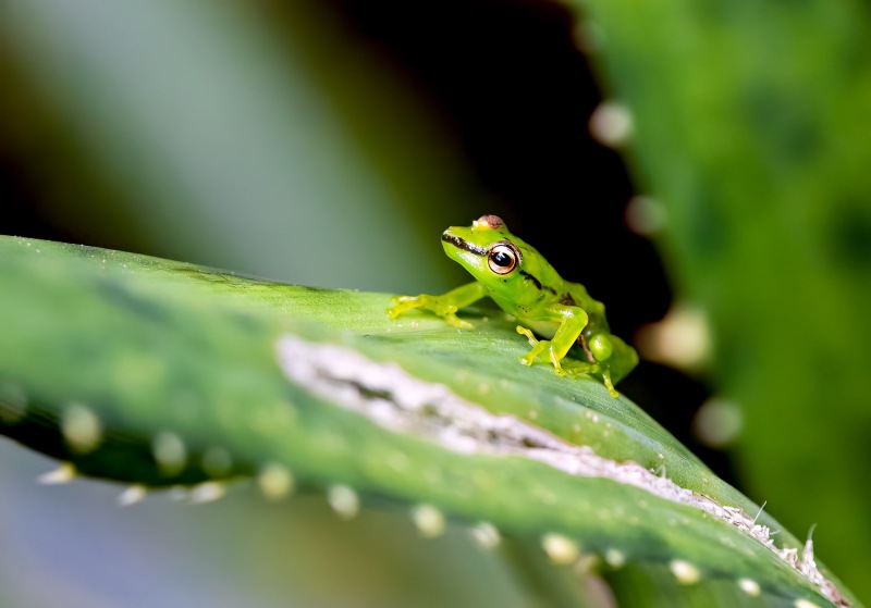 gruener-Frosch-3