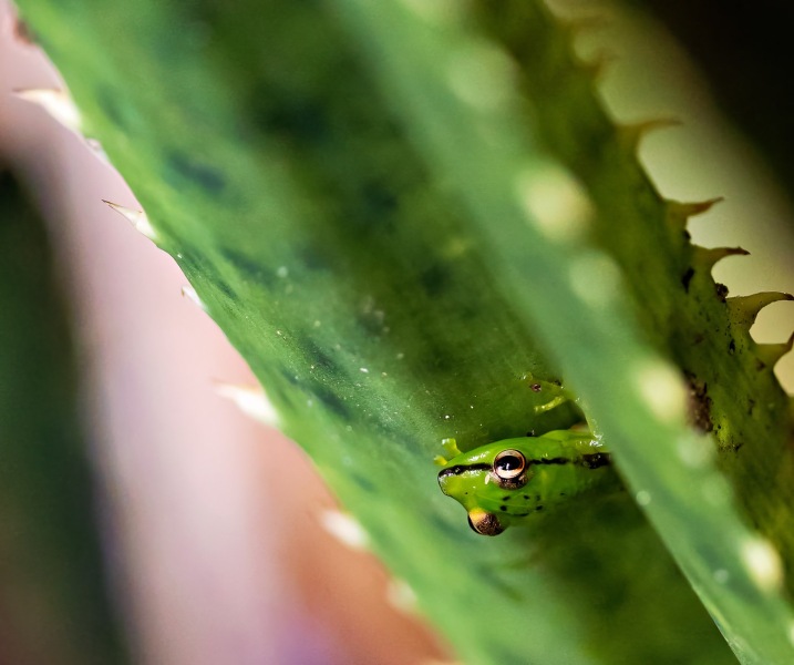 gruener-Frosch