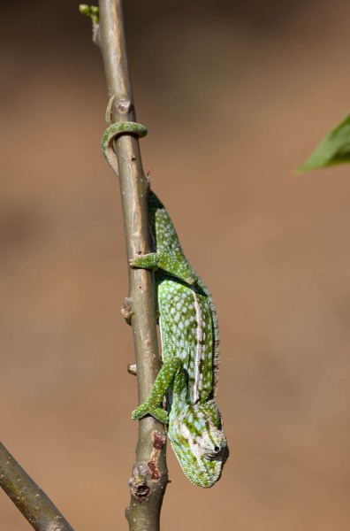 Furcifer-lateralis-Teppichchamäleon-4