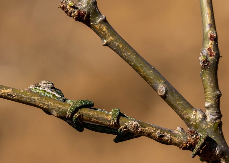 Furcifer-lateralis-Teppichchamäleon-5