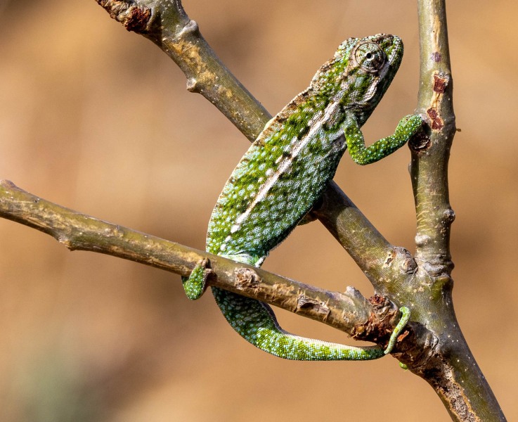 Furcifer-lateralis-Teppichchamäleon-6