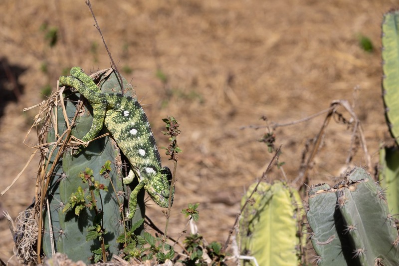 Furcifer-lateralis-Teppichchamäleon