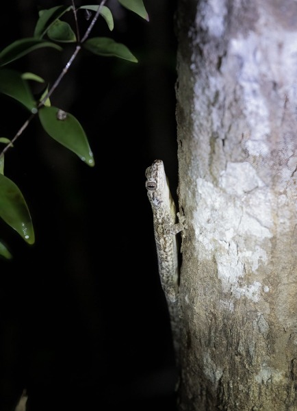 Madagaskar-Gecko-nachtaktiv