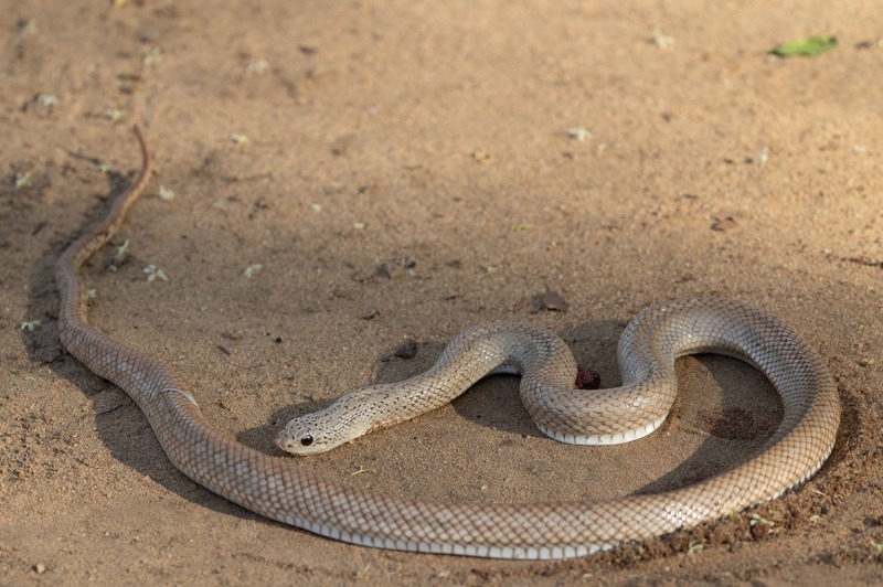 Gefleckte-Madagaskar-Hakennatter-Leioheterodon-geayi-2