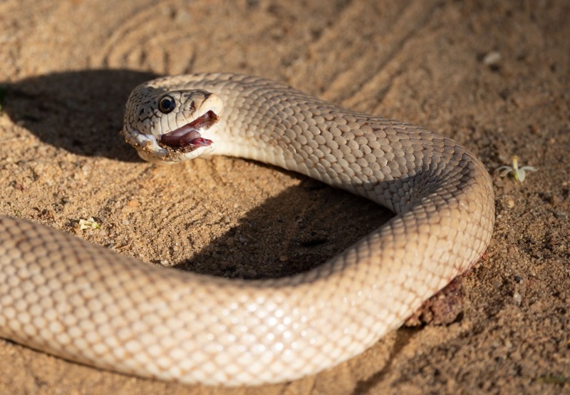 Gefleckte-Madagaskar-Hakennatter-Leioheterodon-geayi-3