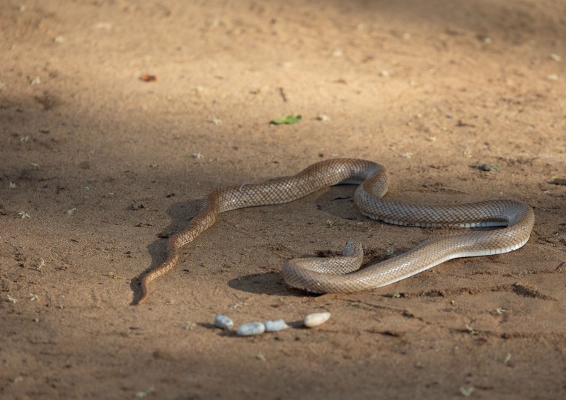 Gefleckte-Madagaskar-Hakennatter-Leioheterodon-geayi