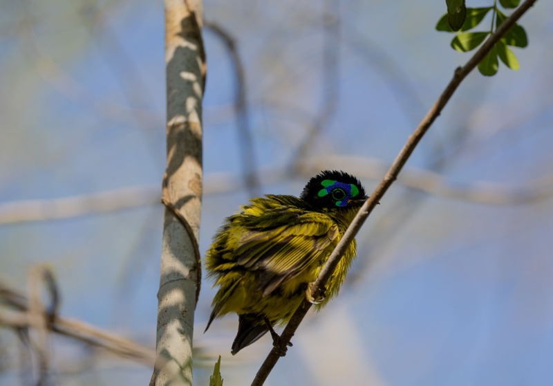 Gelbbauchjala-Philepitta-schlegeli-2