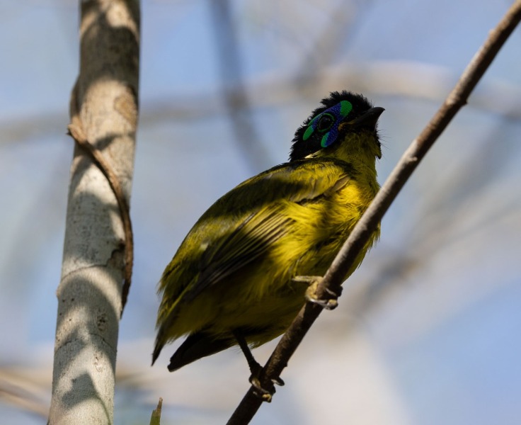 Gelbbauchjala-Philepitta-schlegeli-3