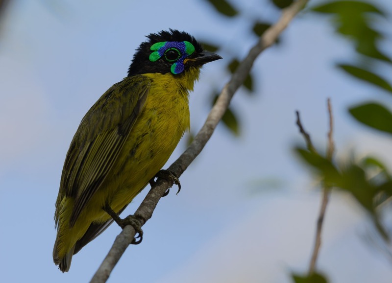 Gelbbauchjala-Philepitta-schlegeli-4