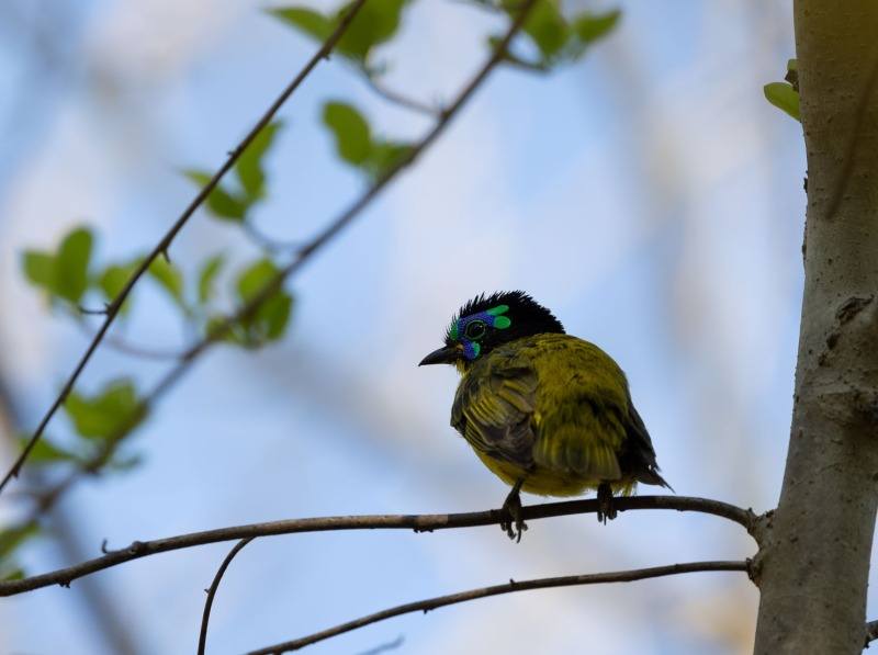 Gelbbauchjala-Philepitta-schlegeli-5