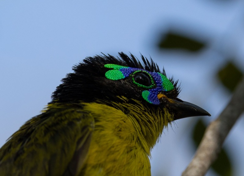 Gelbbauchjala-Philepitta-schlegeli-6