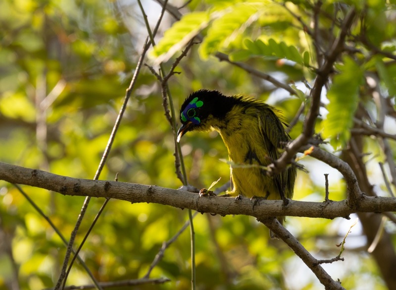 Gelbbauchjala-Philepitta-schlegeli