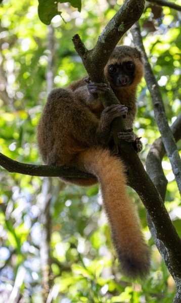 Goldene-Halbmaki-Goldener-Bambuslemur-Hapalemur-aureus-4