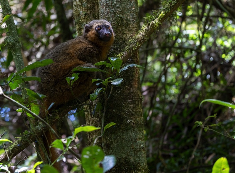 Goldene-Halbmaki-Goldener-Bambuslemur-Hapalemur-aureus-5