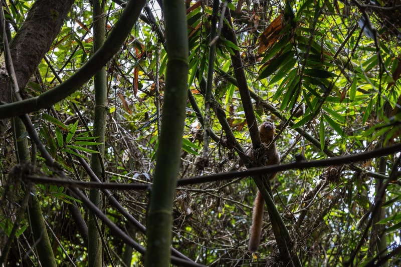 Goldene-Halbmaki-Goldener-Bambuslemur-Hapalemur-aureus