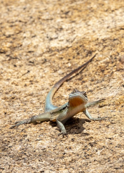 Grandidiers-Madagaskarleguan-Oplurus-grandidieri-2